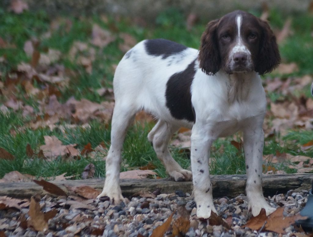 Des Terres De Beaulieu - English Springer Spaniel - Portée née le 12/07/2021