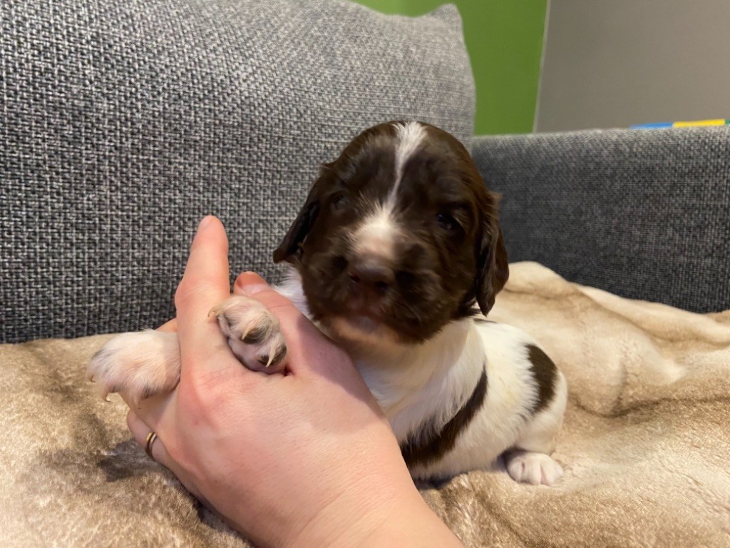 Des Terres De Beaulieu - English Springer Spaniel - Portée née le 27/12/2020