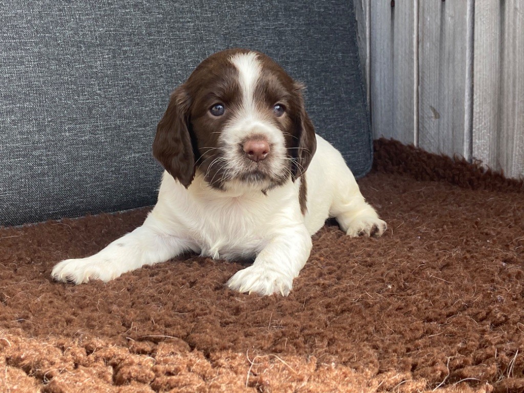 Des Terres De Beaulieu - English Springer Spaniel - Portée née le 21/08/2020