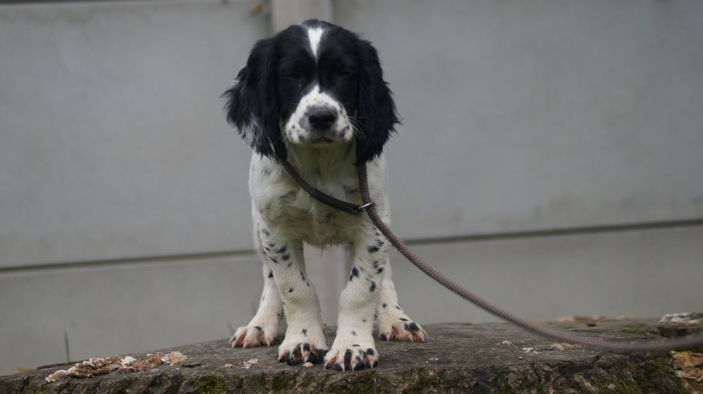 Des Terres De Beaulieu - Chiot disponible  - English Springer Spaniel