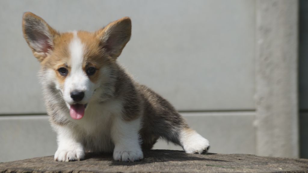 chiot Welsh Corgi Pembroke Des Terres De Beaulieu