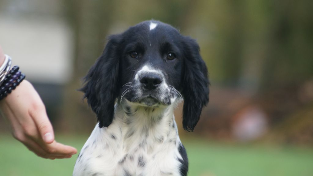 Des Terres De Beaulieu - Chiot disponible  - English Springer Spaniel