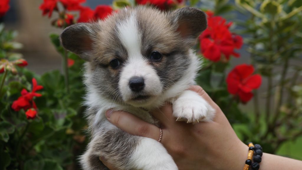 chiot Welsh Corgi Pembroke Des Terres De Beaulieu