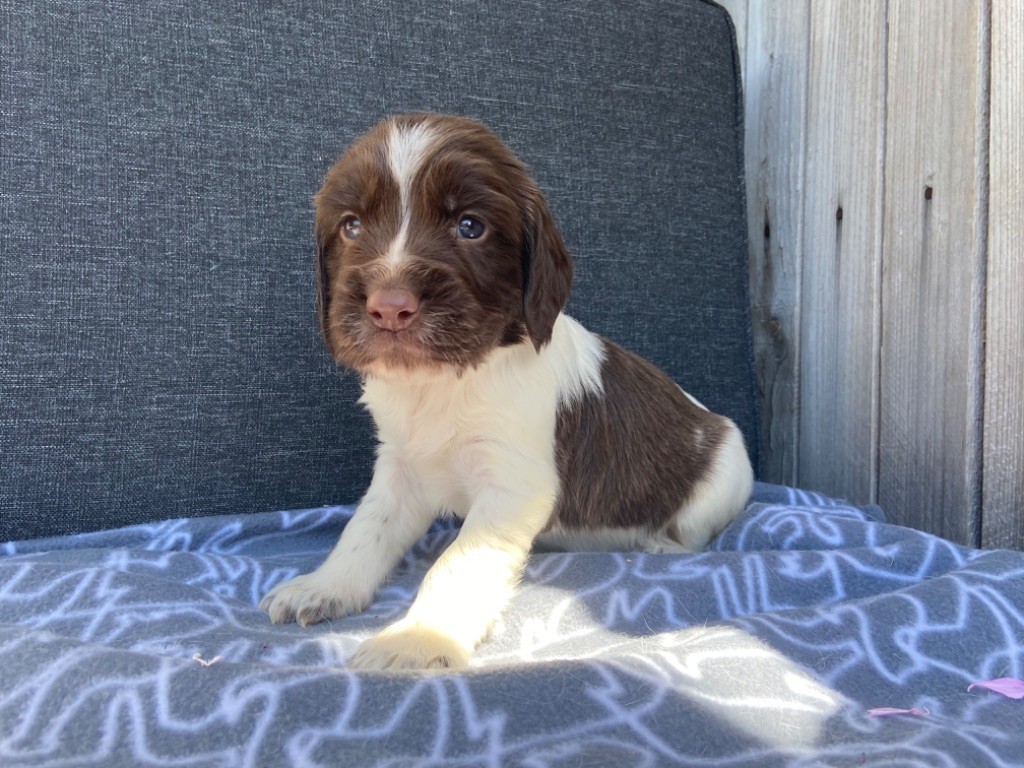 Des Terres De Beaulieu - English Springer Spaniel - Portée née le 22/06/2020