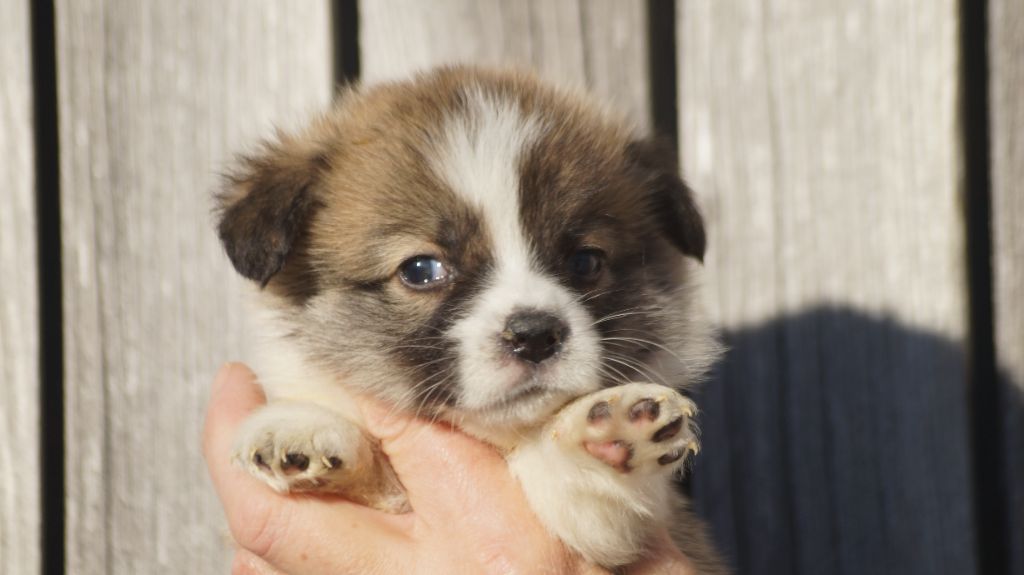 Des Terres De Beaulieu - Chiot disponible  - Welsh Corgi Pembroke