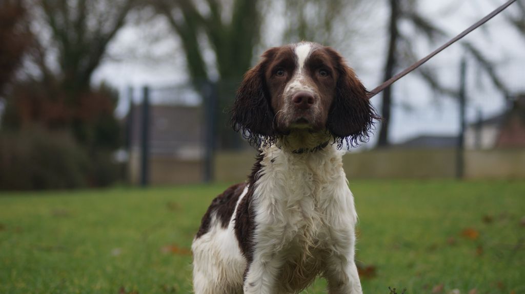 Des Terres De Beaulieu - Chiot disponible  - English Springer Spaniel