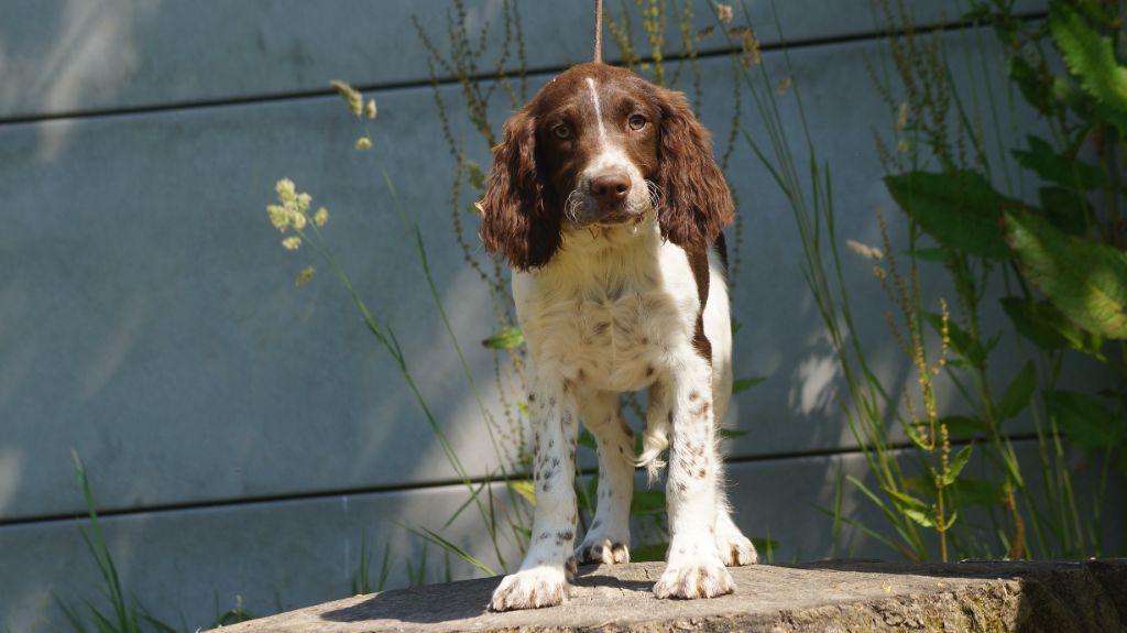 chiot English Springer Spaniel Des Terres De Beaulieu