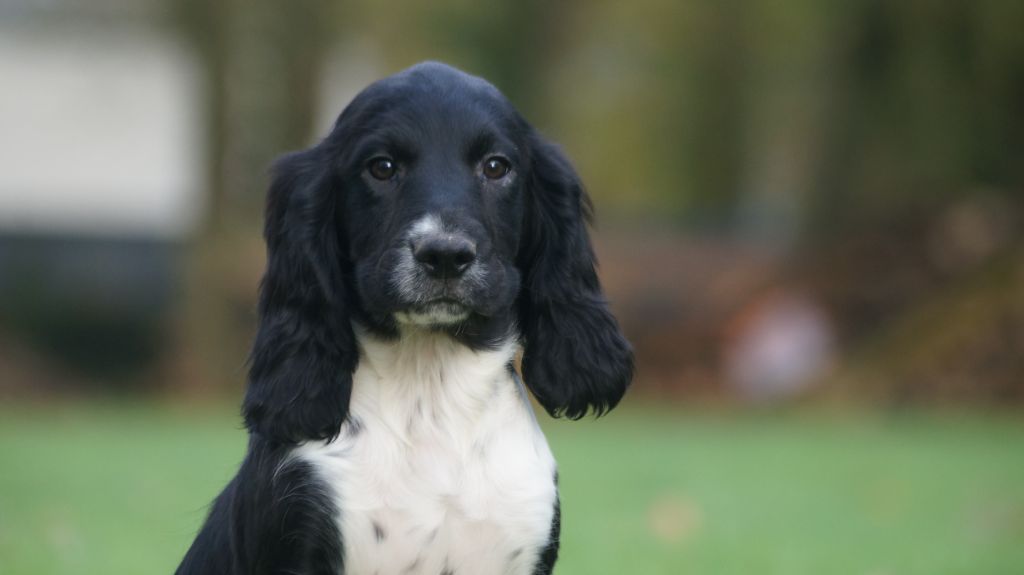 Des Terres De Beaulieu - Chiot disponible  - English Springer Spaniel