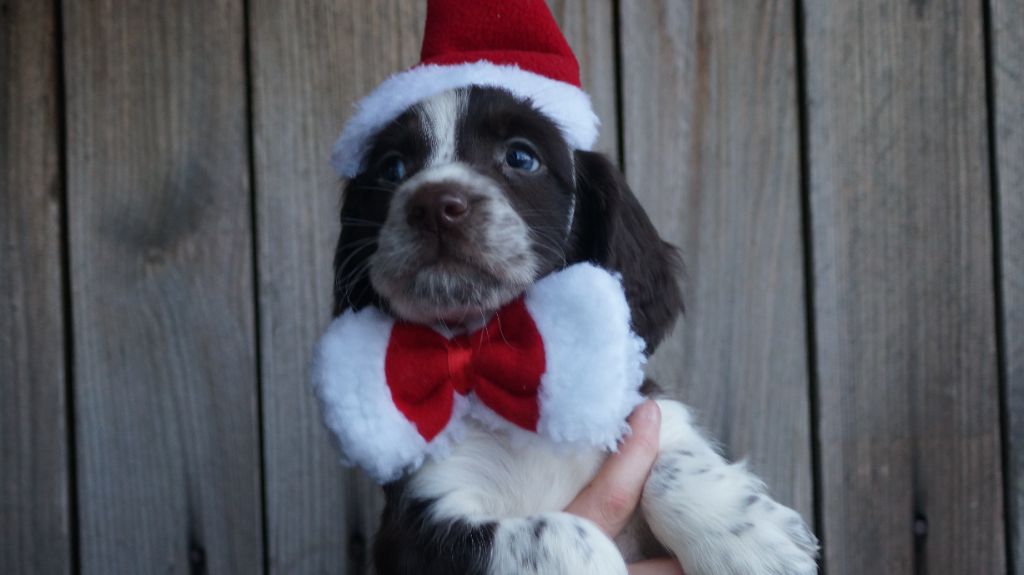 chiot English Springer Spaniel Des Terres De Beaulieu