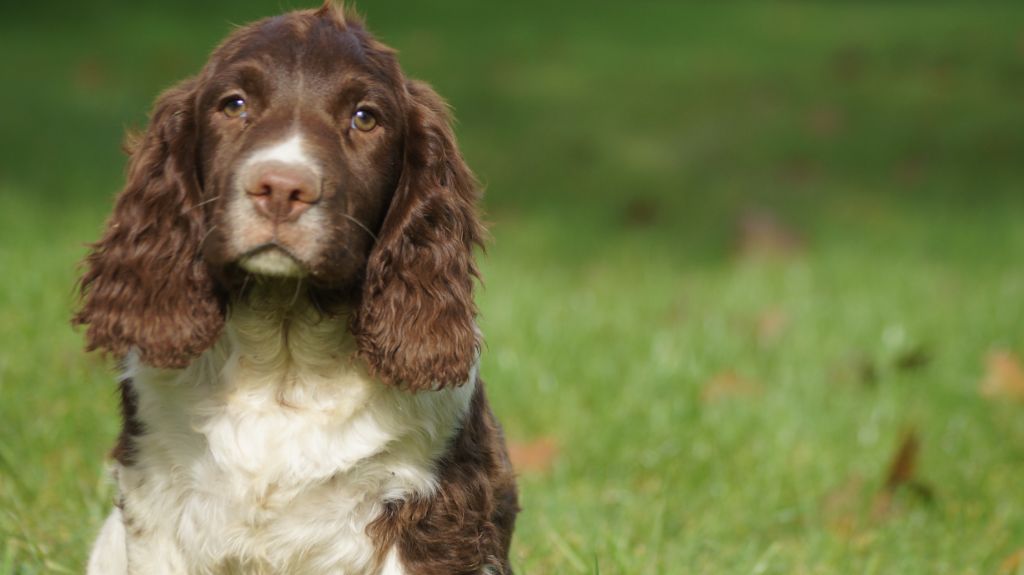 chiot English Springer Spaniel Des Terres De Beaulieu