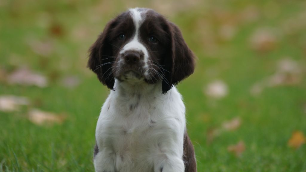 chiot English Springer Spaniel Des Terres De Beaulieu