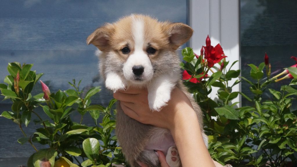 chiot Welsh Corgi Pembroke Des Terres De Beaulieu