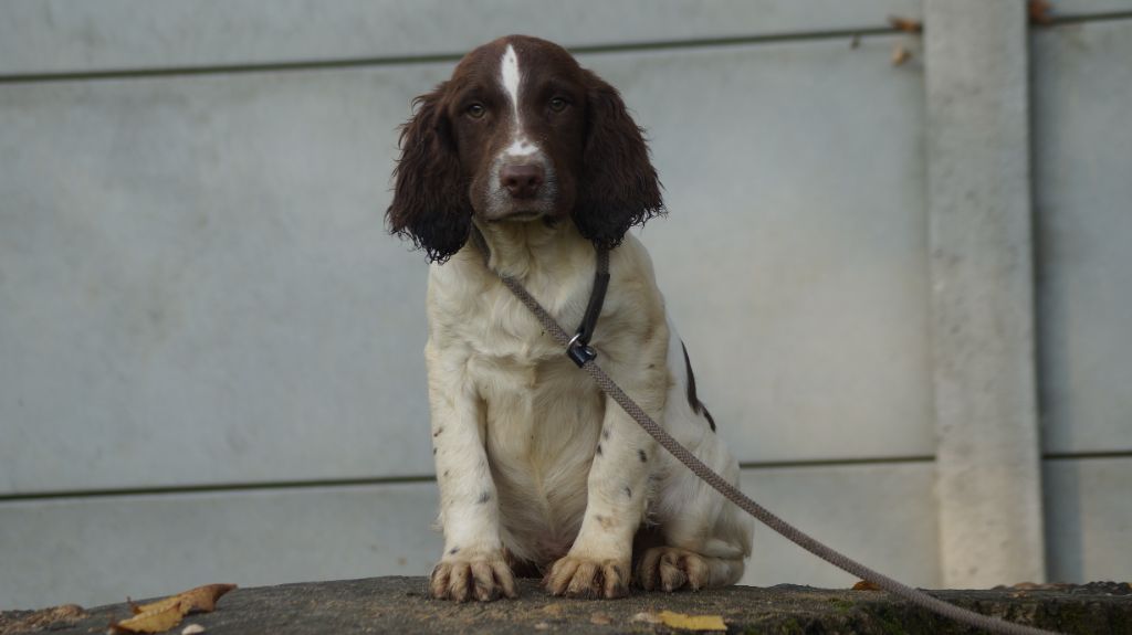 Des Terres De Beaulieu - Chiot disponible  - English Springer Spaniel