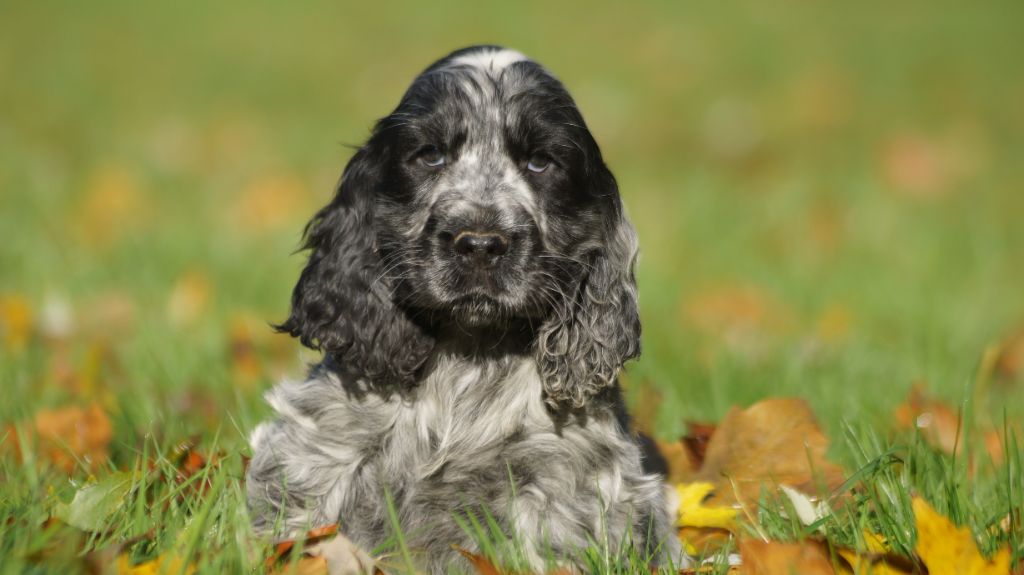 chiot Cocker Spaniel Anglais Des Terres De Beaulieu