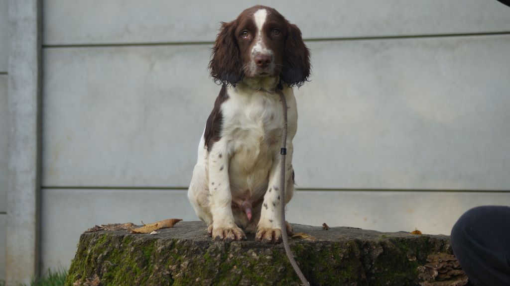 Des Terres De Beaulieu - Chiot disponible  - English Springer Spaniel