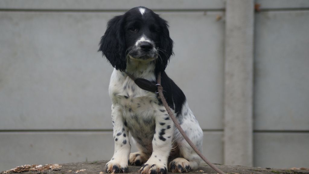 Des Terres De Beaulieu - Chiot disponible  - English Springer Spaniel