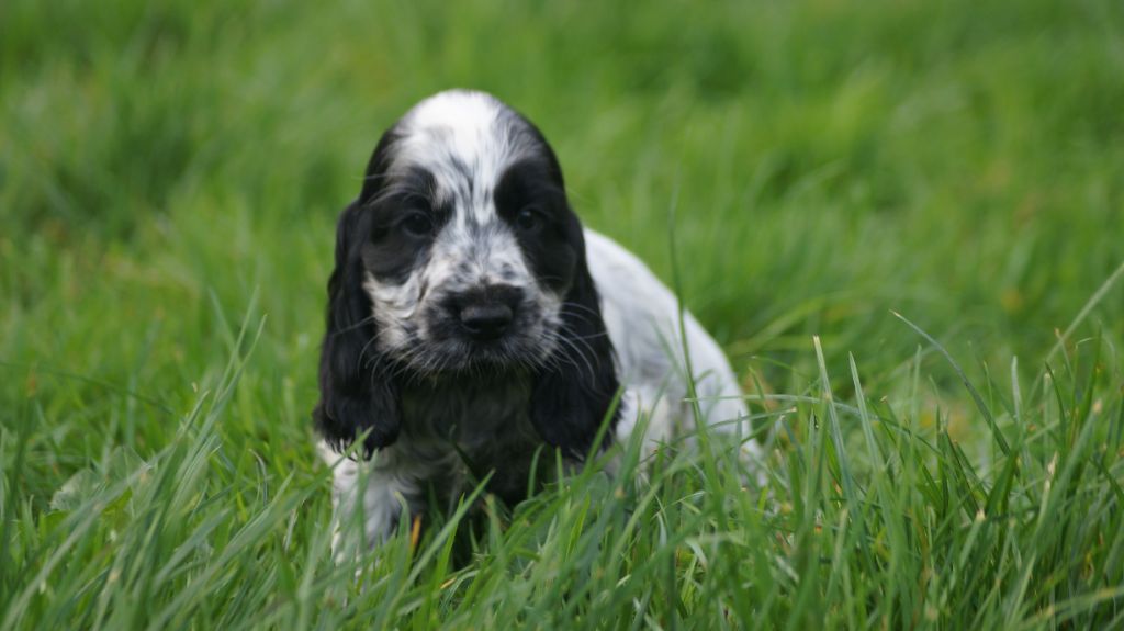 Des Terres De Beaulieu - Chiot disponible  - Cocker Spaniel Anglais