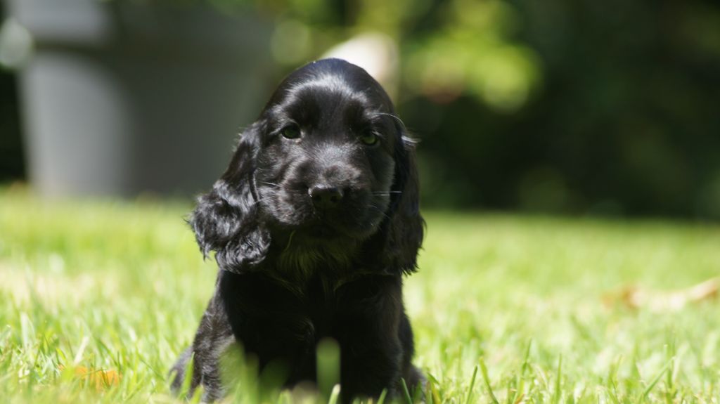 chiot Cocker Spaniel Anglais Des Terres De Beaulieu