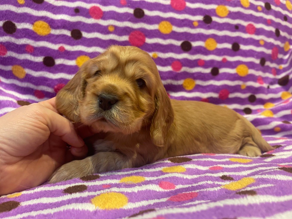 chiot Cocker Spaniel Anglais Des Terres De Beaulieu