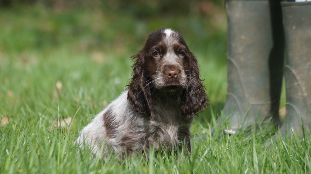 chiot Cocker Spaniel Anglais Des Terres De Beaulieu