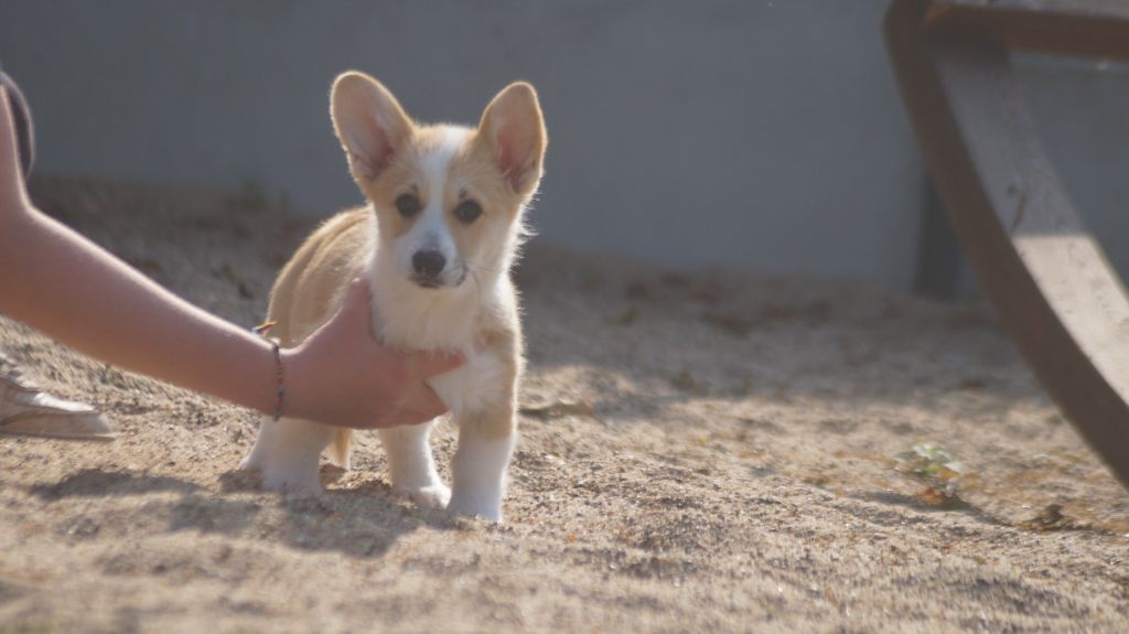 chiot Welsh Corgi Pembroke Des Terres De Beaulieu