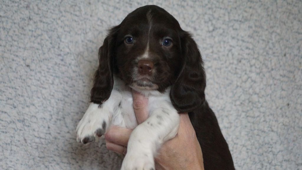 Des Terres De Beaulieu - English Springer Spaniel - Portée née le 27/01/2021