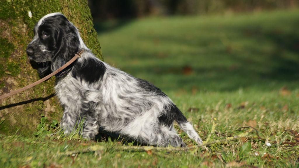 Des Terres De Beaulieu - Chiot disponible  - Cocker Spaniel Anglais