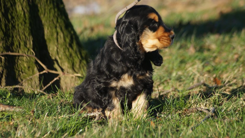 chiot Cocker Spaniel Anglais Des Terres De Beaulieu