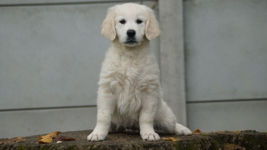 Des Terres De Beaulieu - Chiot disponible  - Golden Retriever