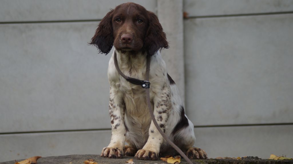 chiot English Springer Spaniel Des Terres De Beaulieu