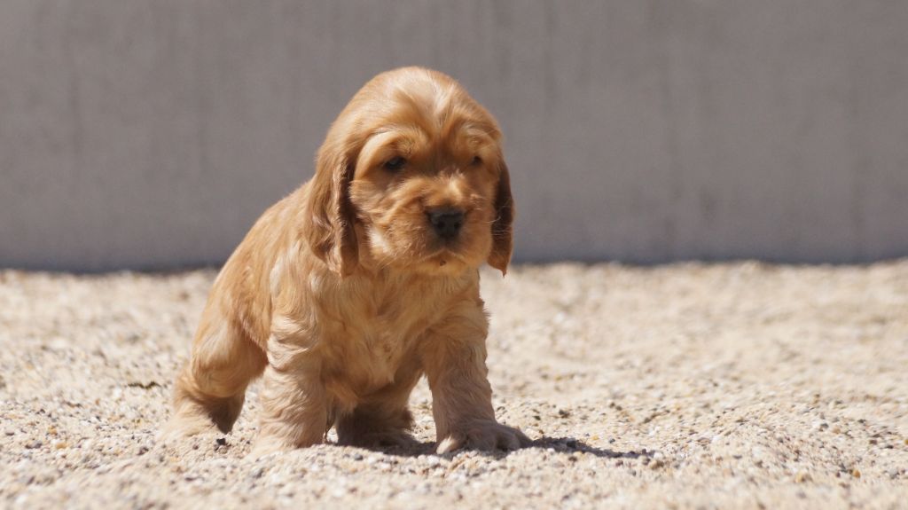 chiot Cocker Spaniel Anglais Des Terres De Beaulieu