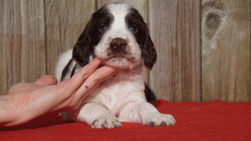 Des Terres De Beaulieu - English Springer Spaniel - Portée née le 04/01/2018