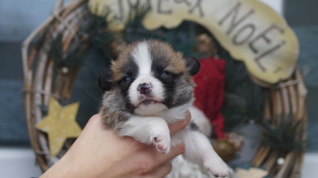 Des Terres De Beaulieu - Welsh Corgi Pembroke - Portée née le 19/10/2021