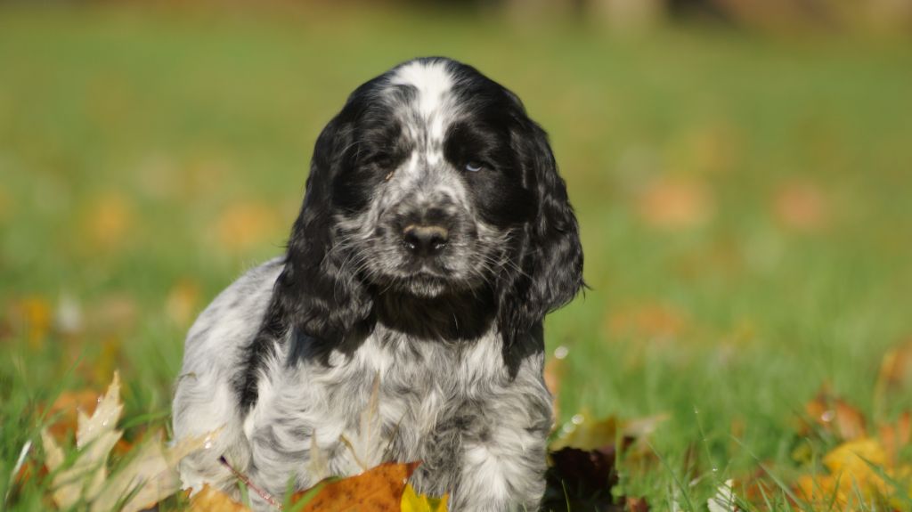 Des Terres De Beaulieu - Chiot disponible  - Cocker Spaniel Anglais