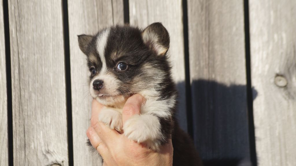 Des Terres De Beaulieu - Chiot disponible  - Welsh Corgi Pembroke