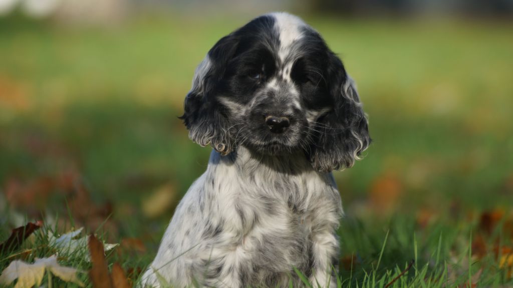 Des Terres De Beaulieu - Chiot disponible  - Cocker Spaniel Anglais