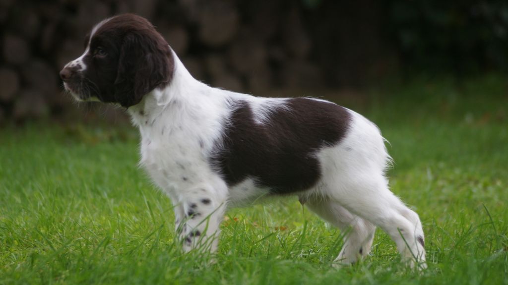 Des Terres De Beaulieu - English Springer Spaniel - Portée née le 20/07/2018