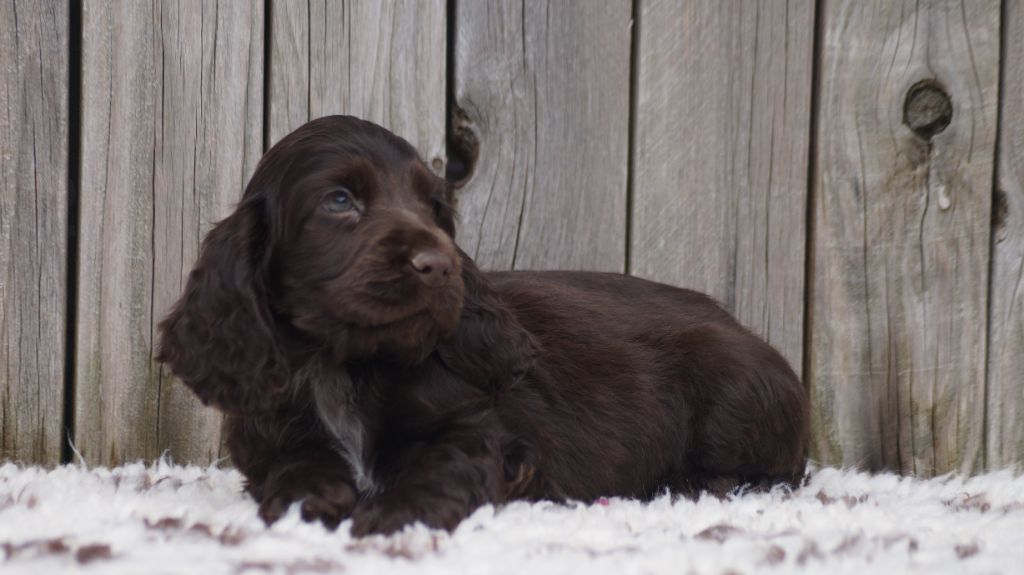 chiot Cocker Spaniel Anglais Des Terres De Beaulieu