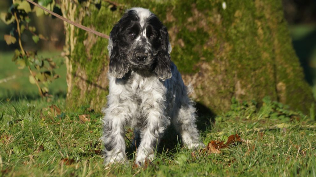 Des Terres De Beaulieu - Chiot disponible  - Cocker Spaniel Anglais