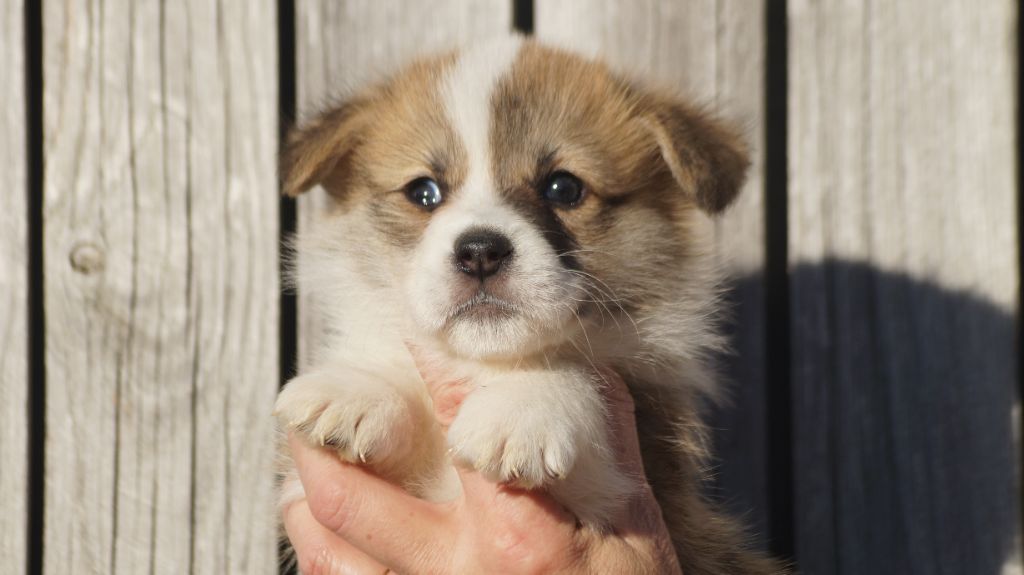 Des Terres De Beaulieu - Chiot disponible  - Welsh Corgi Pembroke