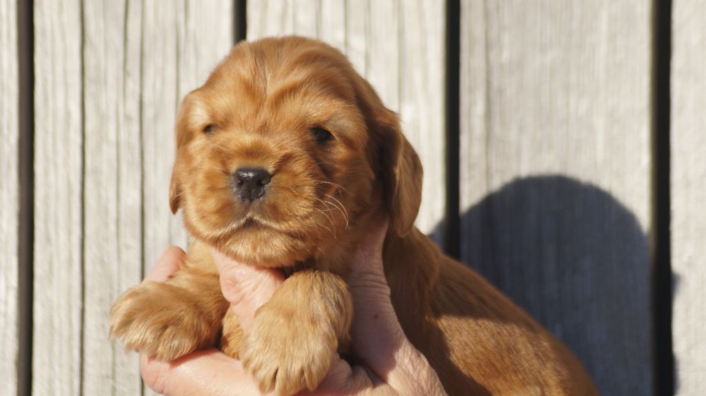 chiot Cocker Spaniel Anglais Des Terres De Beaulieu