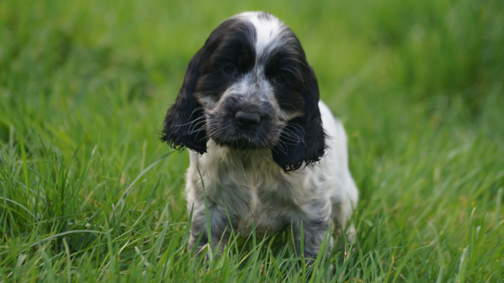 Des Terres De Beaulieu - Chiot disponible  - Cocker Spaniel Anglais