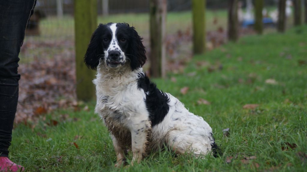 Des Terres De Beaulieu - English Springer Spaniel - Portée née le 13/05/2018