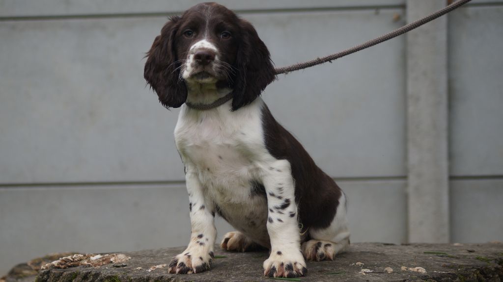 Des Terres De Beaulieu - Chiot disponible  - English Springer Spaniel