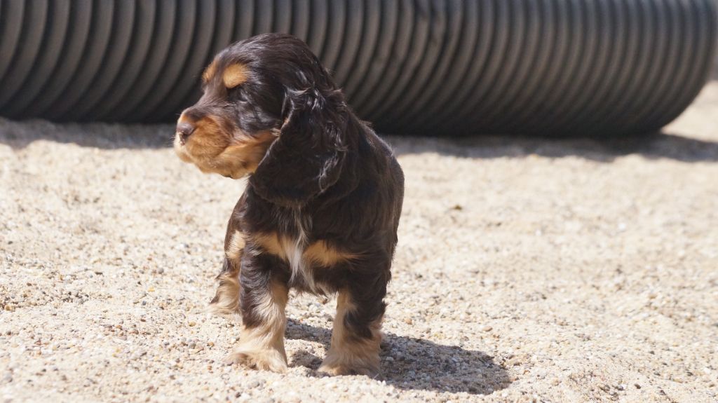 chiot Cocker Spaniel Anglais Des Terres De Beaulieu