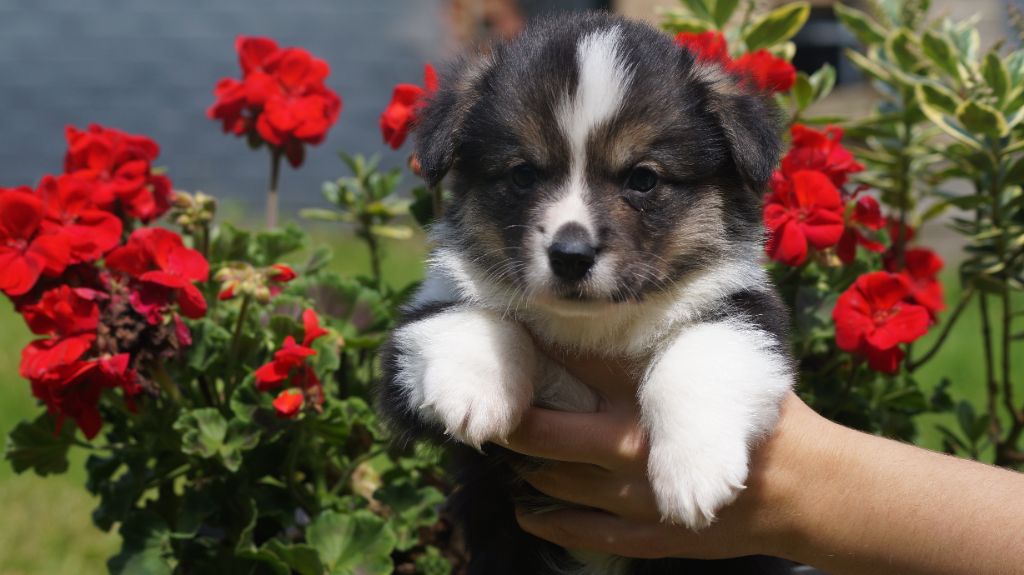 chiot Welsh Corgi Pembroke Des Terres De Beaulieu