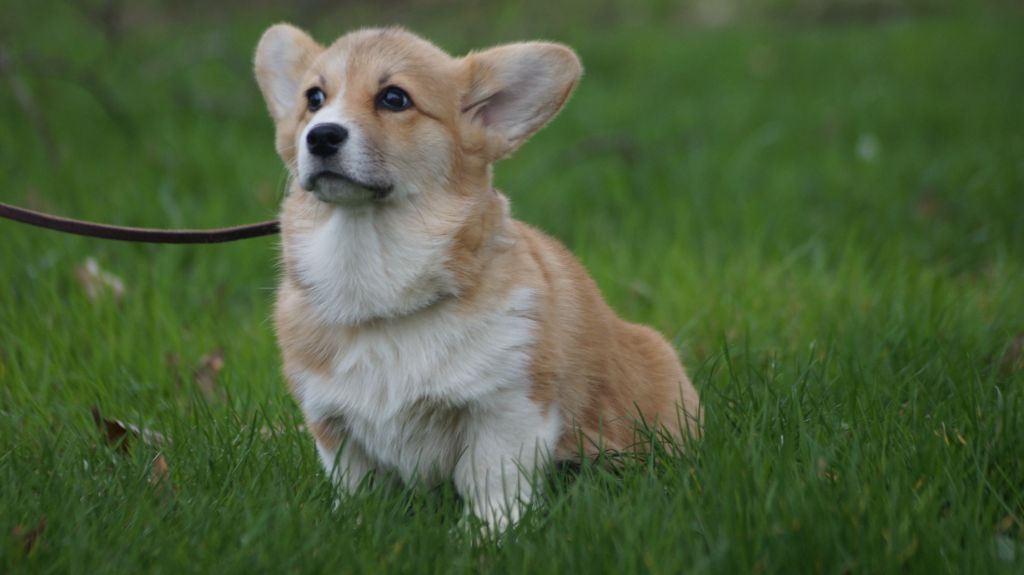 chiot Welsh Corgi Pembroke Des Terres De Beaulieu