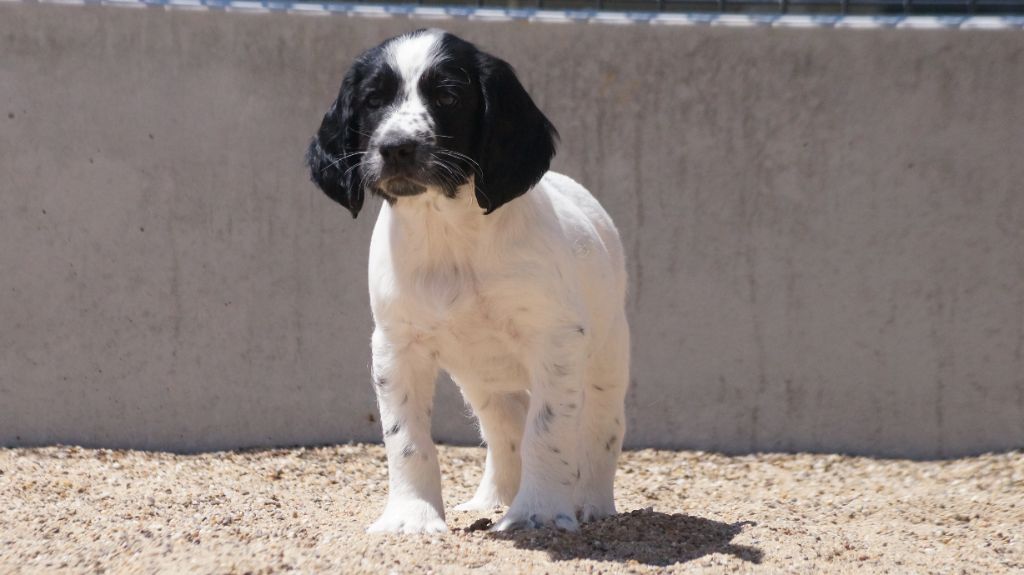 chiot English Springer Spaniel Des Terres De Beaulieu