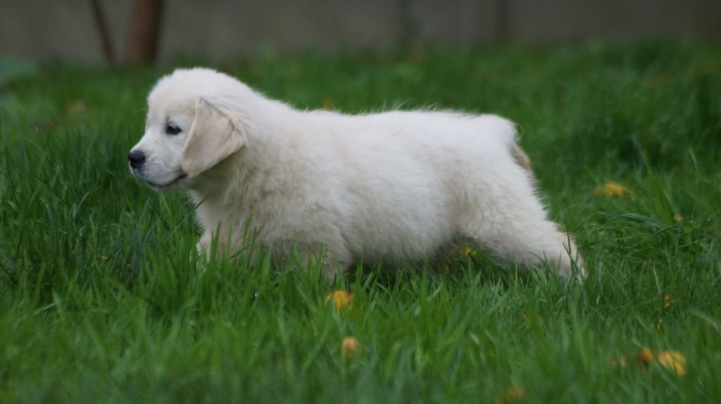 chiot Golden Retriever Des Terres De Beaulieu