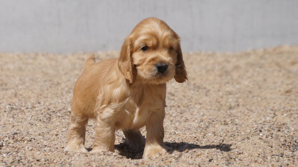 chiot Cocker Spaniel Anglais Des Terres De Beaulieu